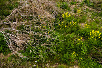 西日本豪雨災害時に濁流で押し倒された木々の枯れた枝が残る高梁川河川敷の地面から、菜の花が黄色く咲き、復興への希望にエールを送る景色が感慨深い。