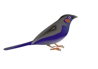 Illustration of a red-cheeked cordonbleu, Uraeginthus bengalus