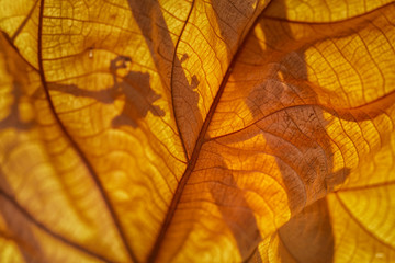 Naklejka na ściany i meble Close up of dried leaf.Macro photography.