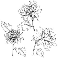 Vector Chrysanthemum floral botanical flowers. Black and white engraved ink art. Isolated flower illustration element.