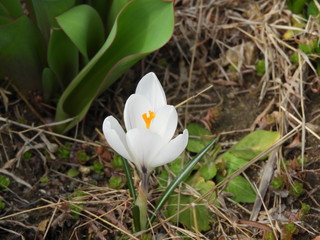 白いクロッカス