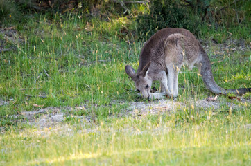 Young kangaroo eating