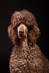 Dog portrait studio shot