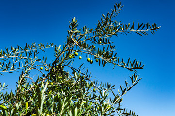 オリーブの木に実るオリーブの木