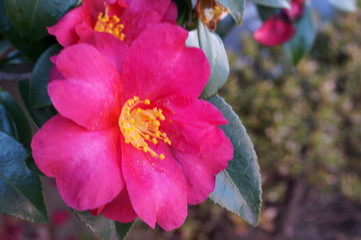 Camellia japonica red flower