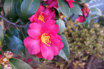 Camellia japonica red flower