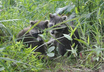 baby racoons