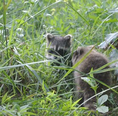 baby racoons