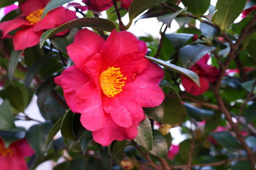 Camellia japonica red flower