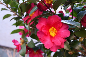 Camellia japonica red flower