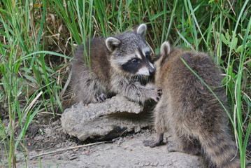 baby racoons