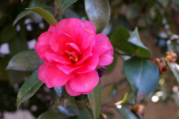 Camellia japonica red flower