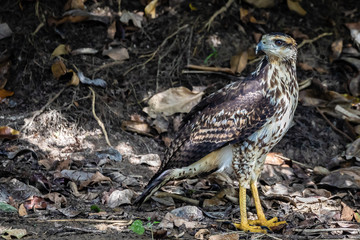 Fish eagle in Surinam