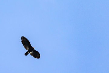 Birds in Surinam