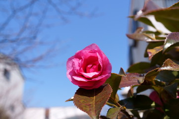 Camellia japonica red flower