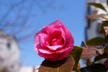 Camellia japonica red flower