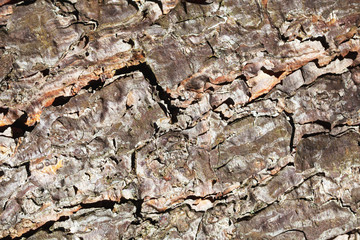 Grunge brown tree bark texture.