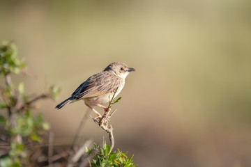 Croaking Cisticola perched on a branch in the Masai Mara