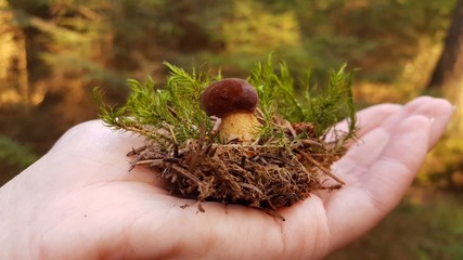 Small white mushroom with a brown hat in the sprigs and grass on the female palm in the forest with a blurred background in warm colors close-up.