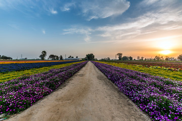 Fototapeta na wymiar Colorful flowers landscape