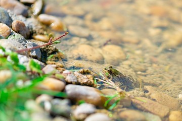 Common Frog - Rana temporaria - looks out from the water