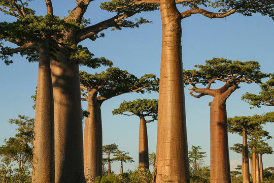 Grandidier’s baobabs, Madagascar 