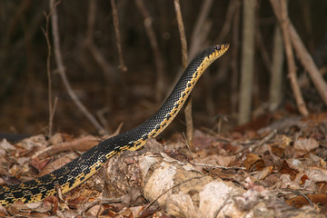 serpent Leioheterodon madagascariensis upright looking attentively