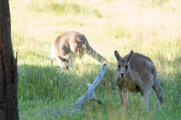 Kangaroos feeding at dusk