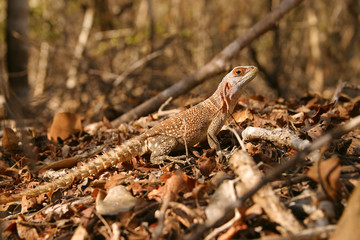 Madagascar collared iguanid on ground 