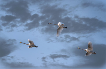 Łabędź © arek0michalak