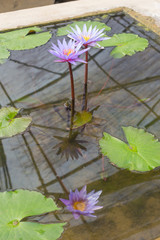 Violet lotus flower - 257429408