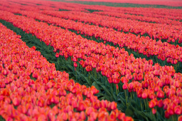 Closeup of a tulip field, Netherlands