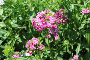 Fototapeta premium Beautifull flower