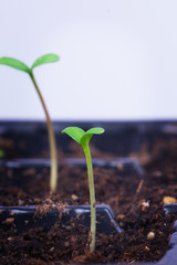 seedling plants growing in germination plastic tray