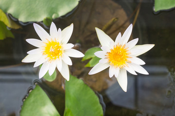 Couple white lotus flower - 257429665