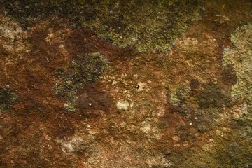 Green moss background