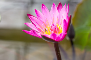 elegance pink lotus flower in water pond - 257429824