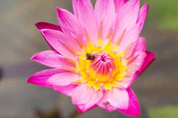 elegance pink lotus flower in water pond