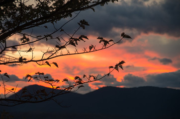 Tree silhouetted against a fiery sky