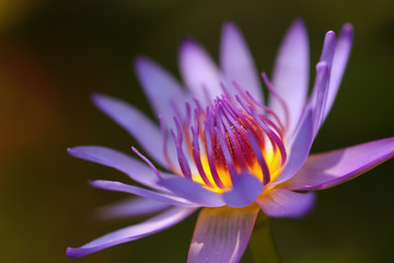 Pink and white lotus flower and green leaves