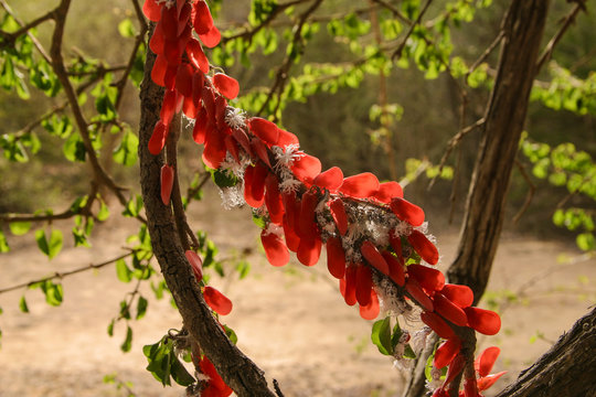 madagascan flatid leaf-bugs bright red in the back light