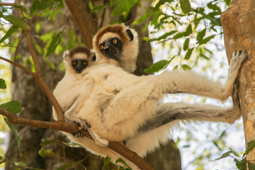 Verreaux’s sifaka with baby on his back