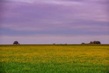 Rural landscape, La Pampa , Argentina