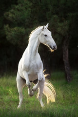 Naklejka na ściany i meble White horse rearing up at sunlight