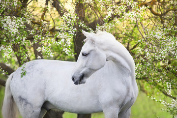 White horse portrait on spring blossom landscape