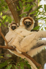 Verreaux’s sifaka with baby on his back, close