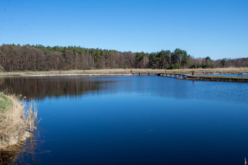 Fototapeta na wymiar Blue water in a forest lake with pine trees, lake in Kluki, Poland