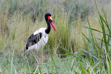 Bird in Murchison Falls
