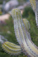 Cacti in the garden of cacti in Ayia Napa, Cyprus