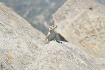 Lizard portrait